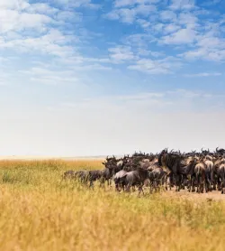 Great Migration Safari