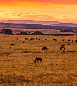 Classic Maasai Mara Package